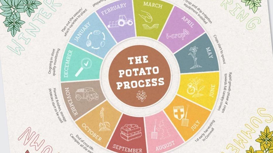 Potato Process